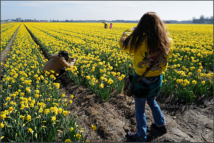 Flower bulbs in bloom