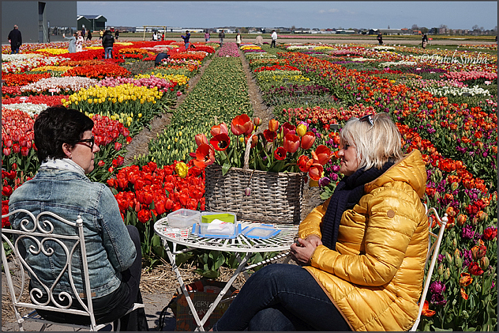 Tulips Experience Amsterdam