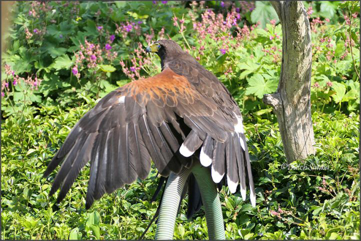 Roofvogeltuin 'Havikshof' @Klarenbeek
