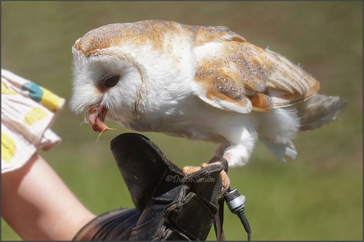 Birds of Prey Demo by Valkenvlucht.nl 11May2025 (Almelo)