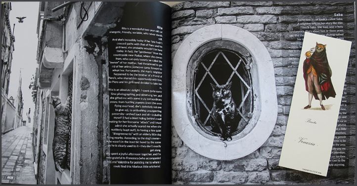 Cats in Venice | photobook collection by Marianna Zampieri (2025)