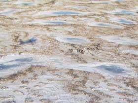 Close up of the herd