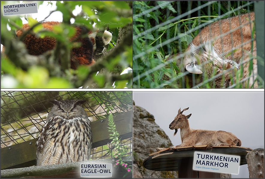 RZSS Highland Wildlife Park