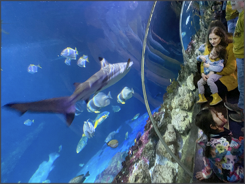Sea_Life @Speyer