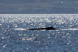 A whale sighted!