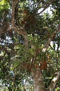 Plants high up to catch the sun